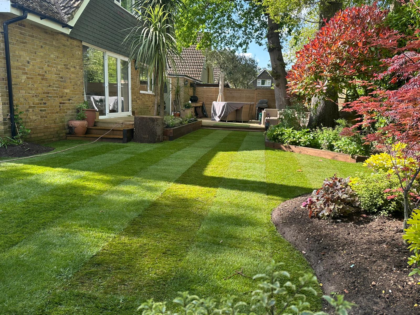 Garden lawn with Japanese maple and landscaping