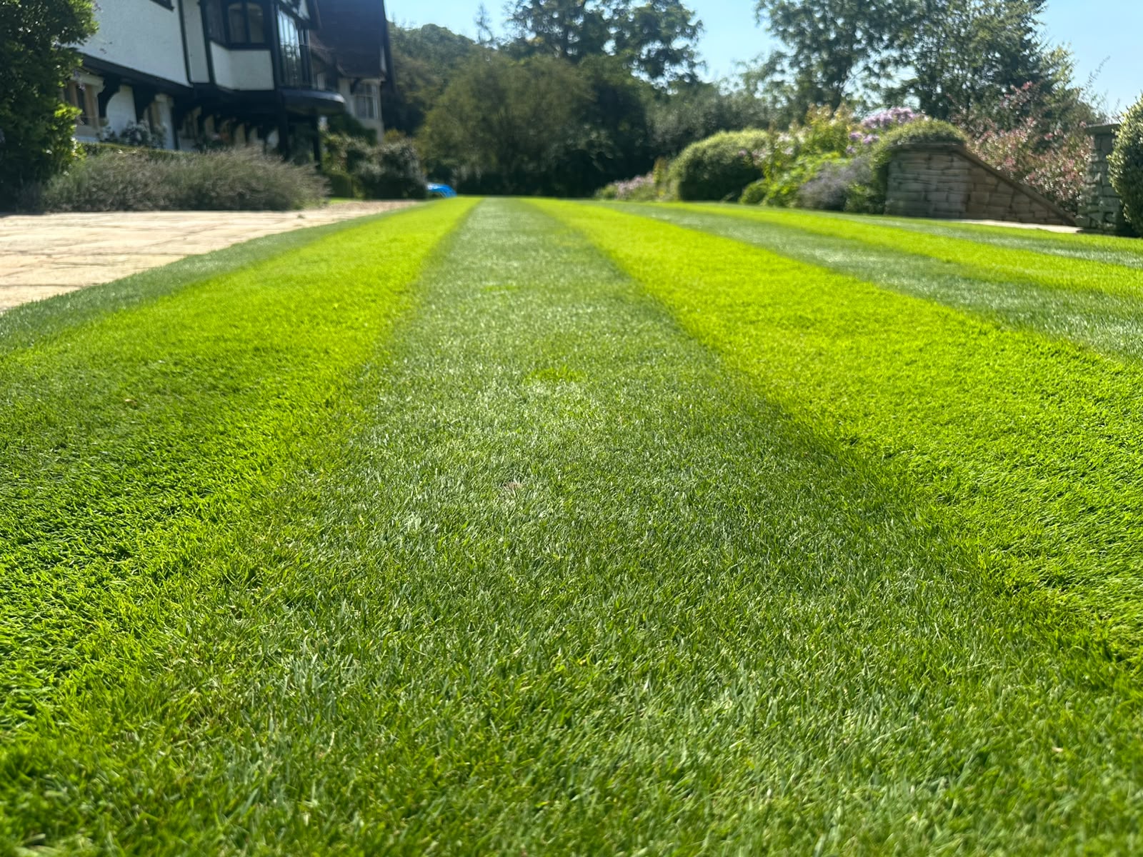 Close-up striped lawn with period property