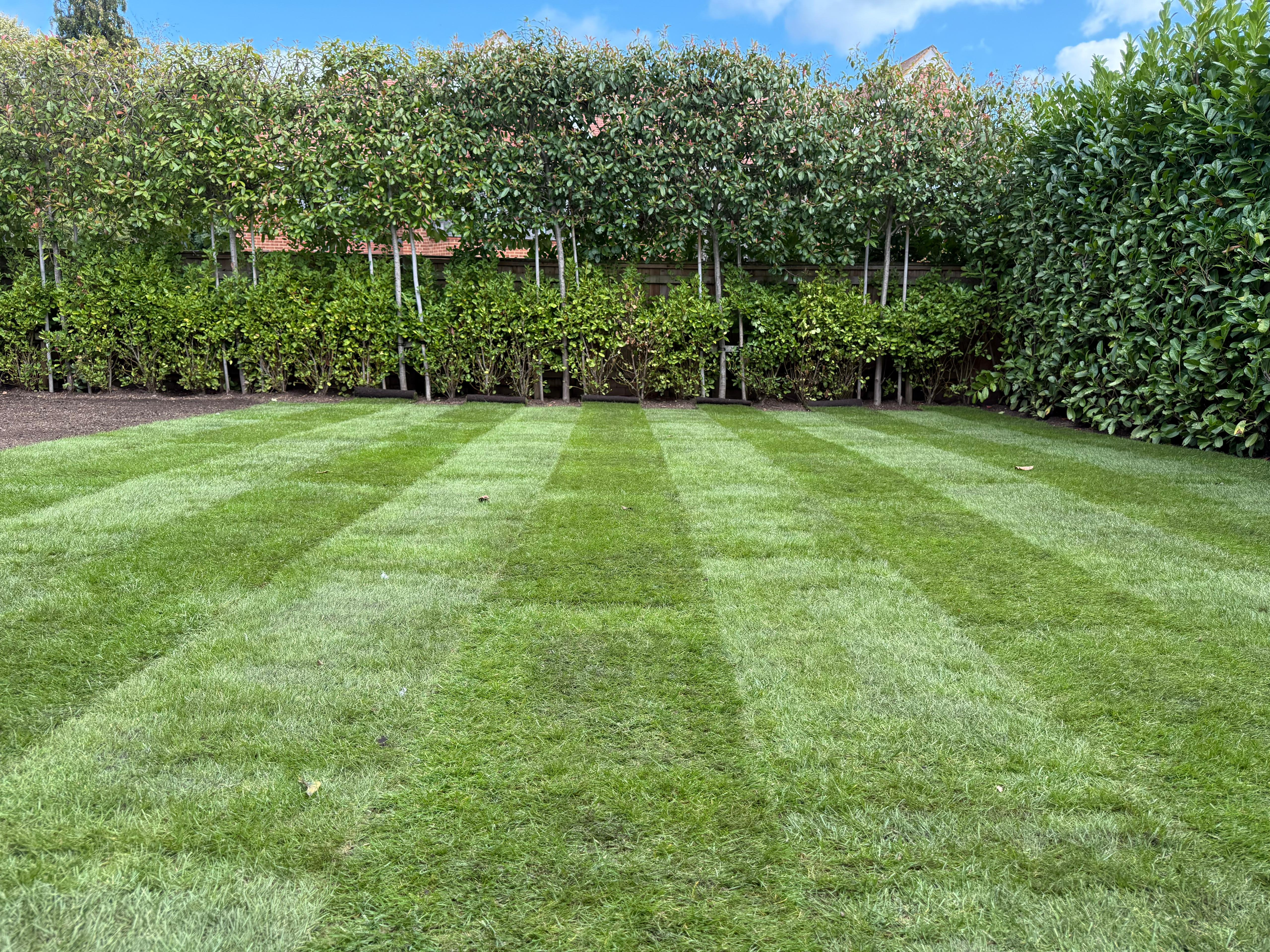Striped lawn with hedges